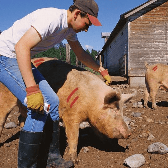 061040 All-Weather Twist-Stik Livestock Marker - Orange - (Case of 72) - Beltsmart